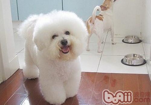 比熊犬