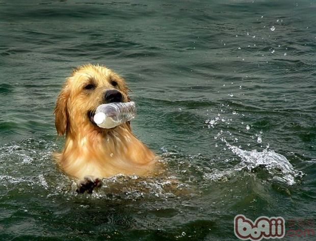 金毛犬