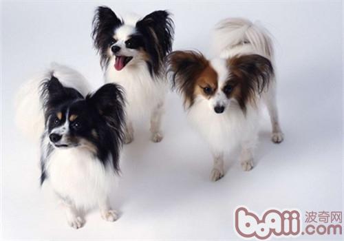 蝴蝶犬