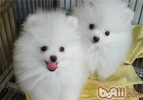博美犬