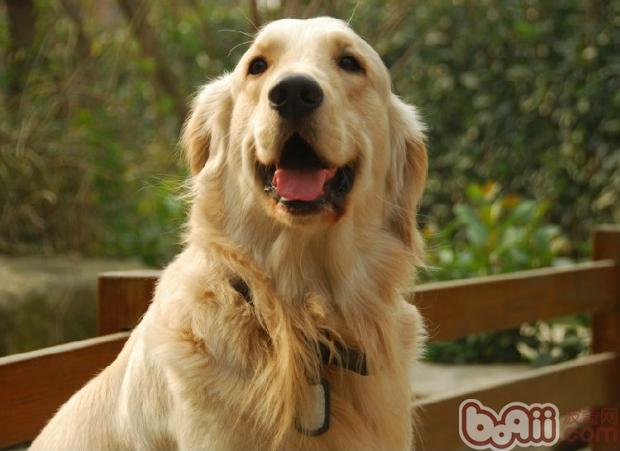 金毛犬
