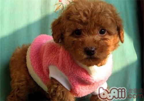貴賓犬