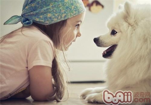 薩摩耶犬