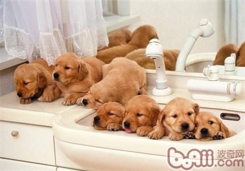 金毛犬
