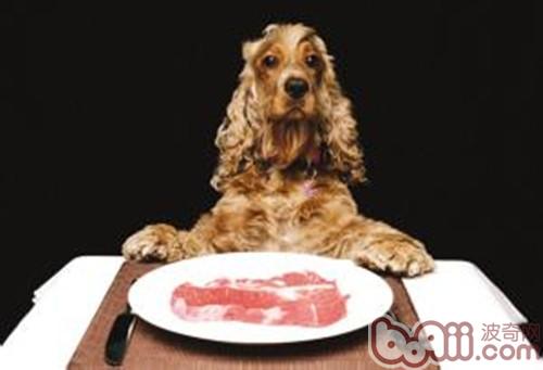 可卡犬
