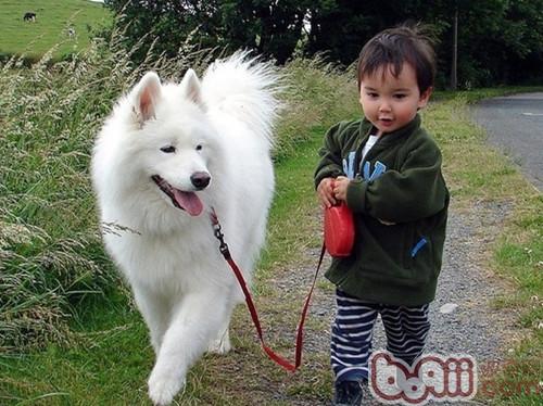 薩摩耶犬