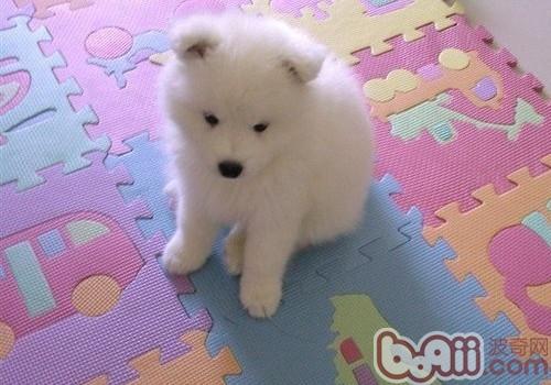 薩摩耶犬