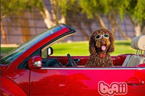 貴賓犬