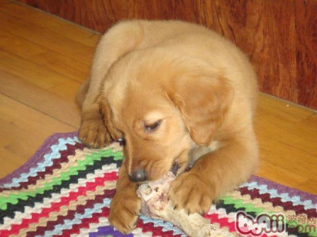 金毛犬