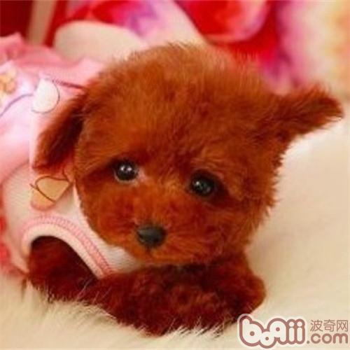 貴賓犬