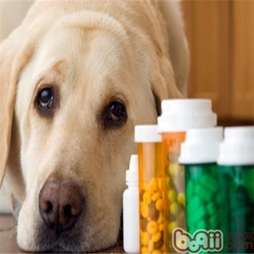 金毛犬