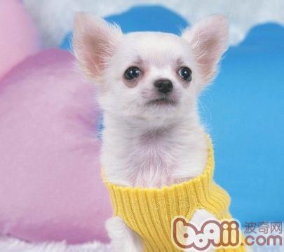 吉娃娃犬
