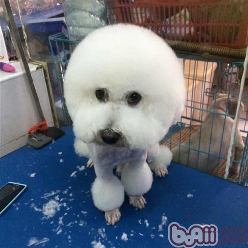 比熊犬