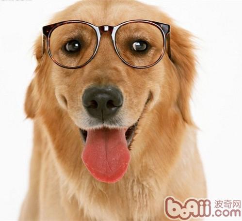 金毛犬