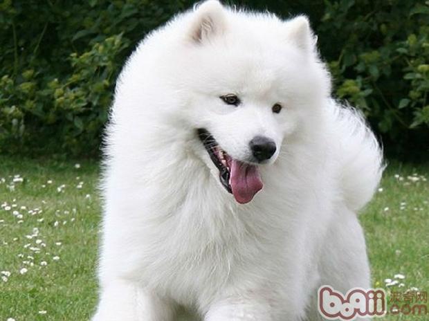 薩摩耶犬