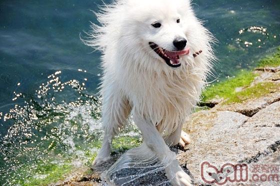 薩摩耶犬