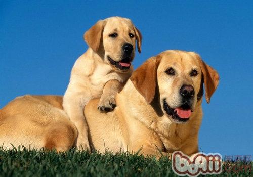 拉布拉多犬