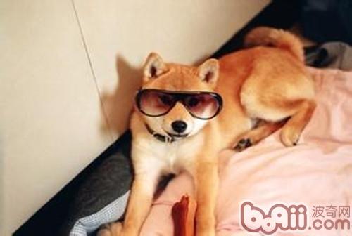 柴犬