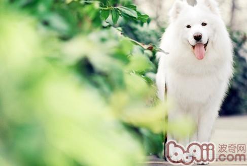 薩摩耶犬
