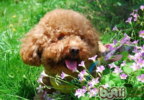貴賓犬