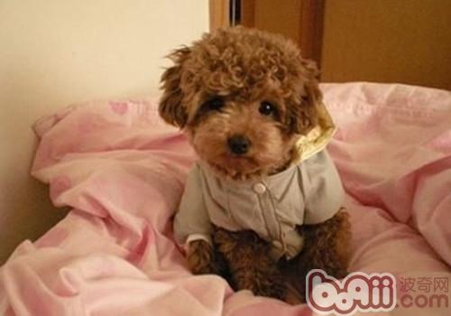 貴賓犬