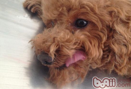 圖3 進行完手術，還未完全蘇醒的犬只