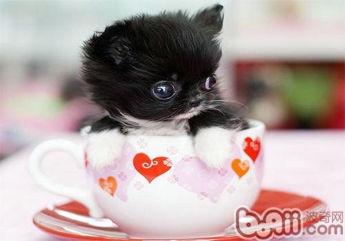茶杯犬