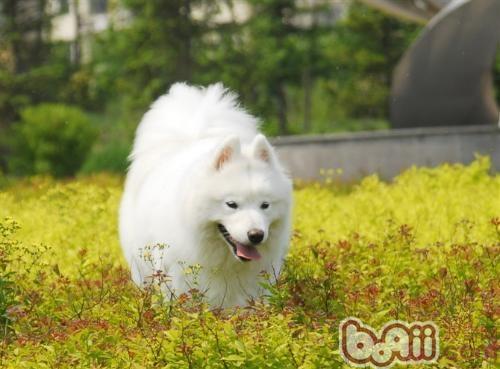 薩摩耶犬