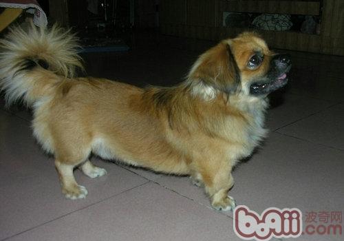 西藏獵犬