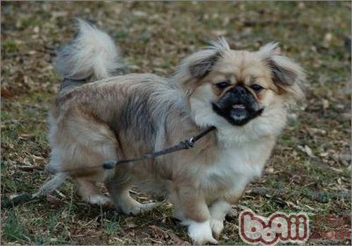 西藏獵犬