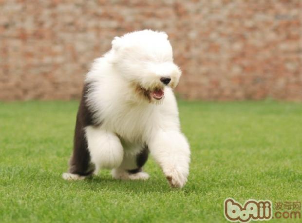 古代牧羊犬