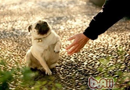 巴哥犬