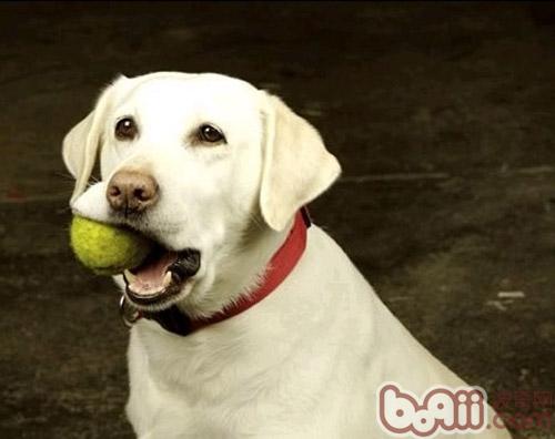 拉布拉多獵犬