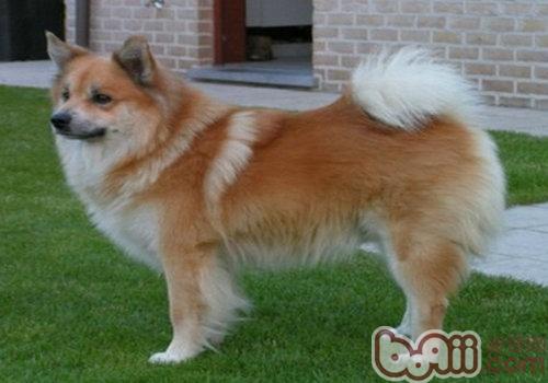 冰島犬