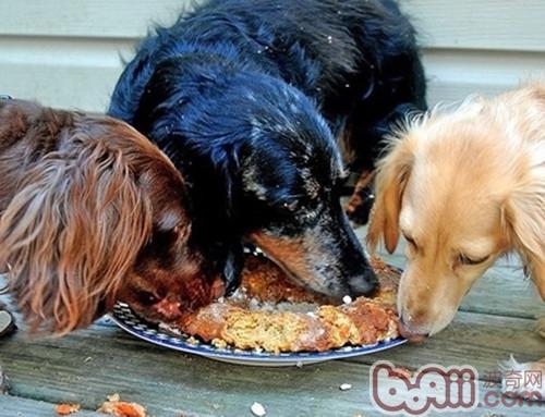 迷你臘腸犬