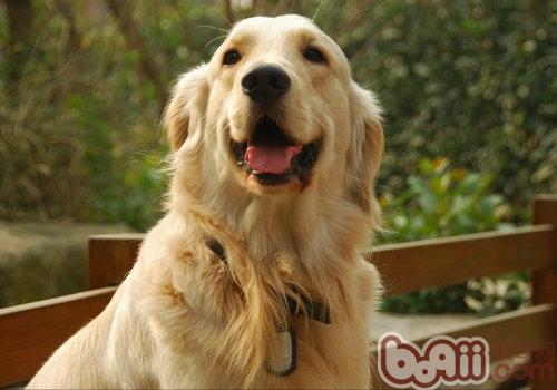 金毛犬