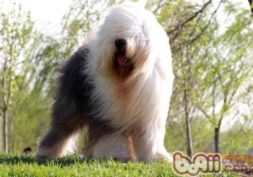 古代牧羊犬