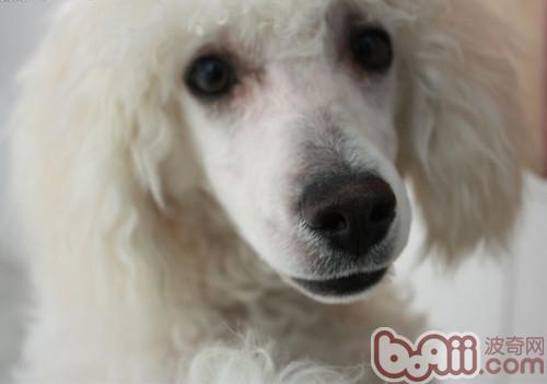 貴賓犬
