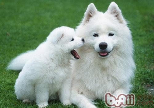 薩摩耶犬
