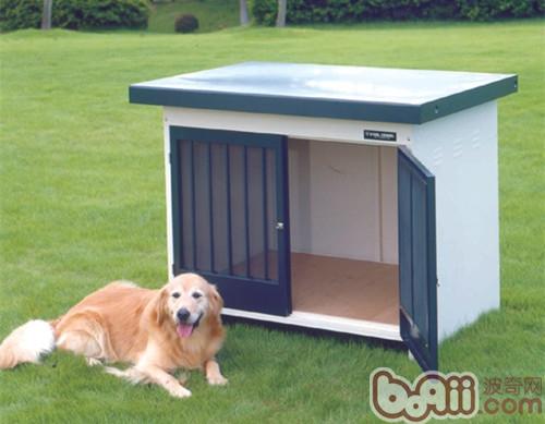 金毛犬