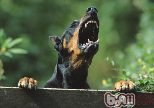 杜賓犬
