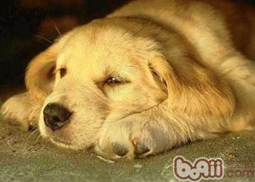 金毛犬