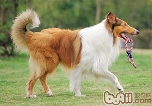 蘇格蘭牧羊犬
