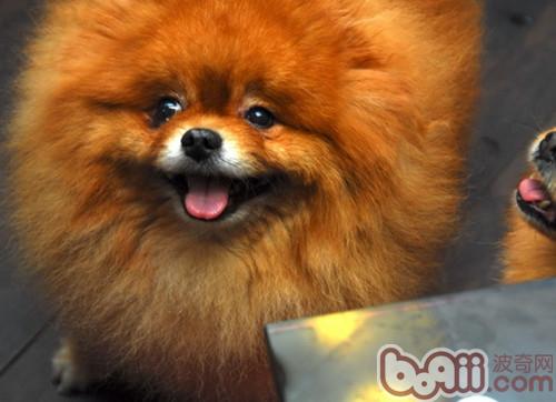 博美犬