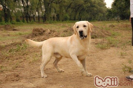 拉布拉多獵犬