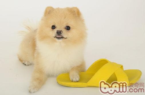 博美犬