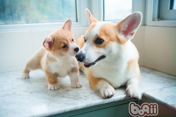 威爾士柯基犬