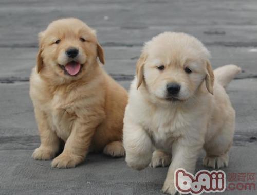 金毛犬