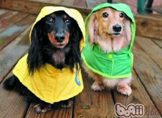 迷你臘腸犬