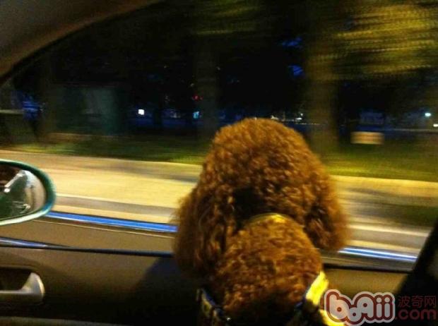 貴賓犬